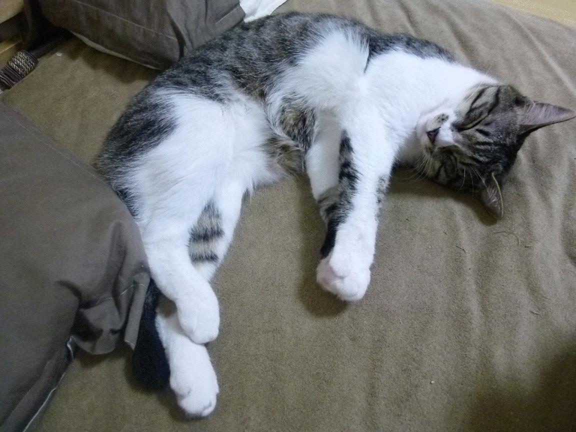 【冠军故事】丁俊晖:打破自我限制的训练奇迹,丁俊晖的经历