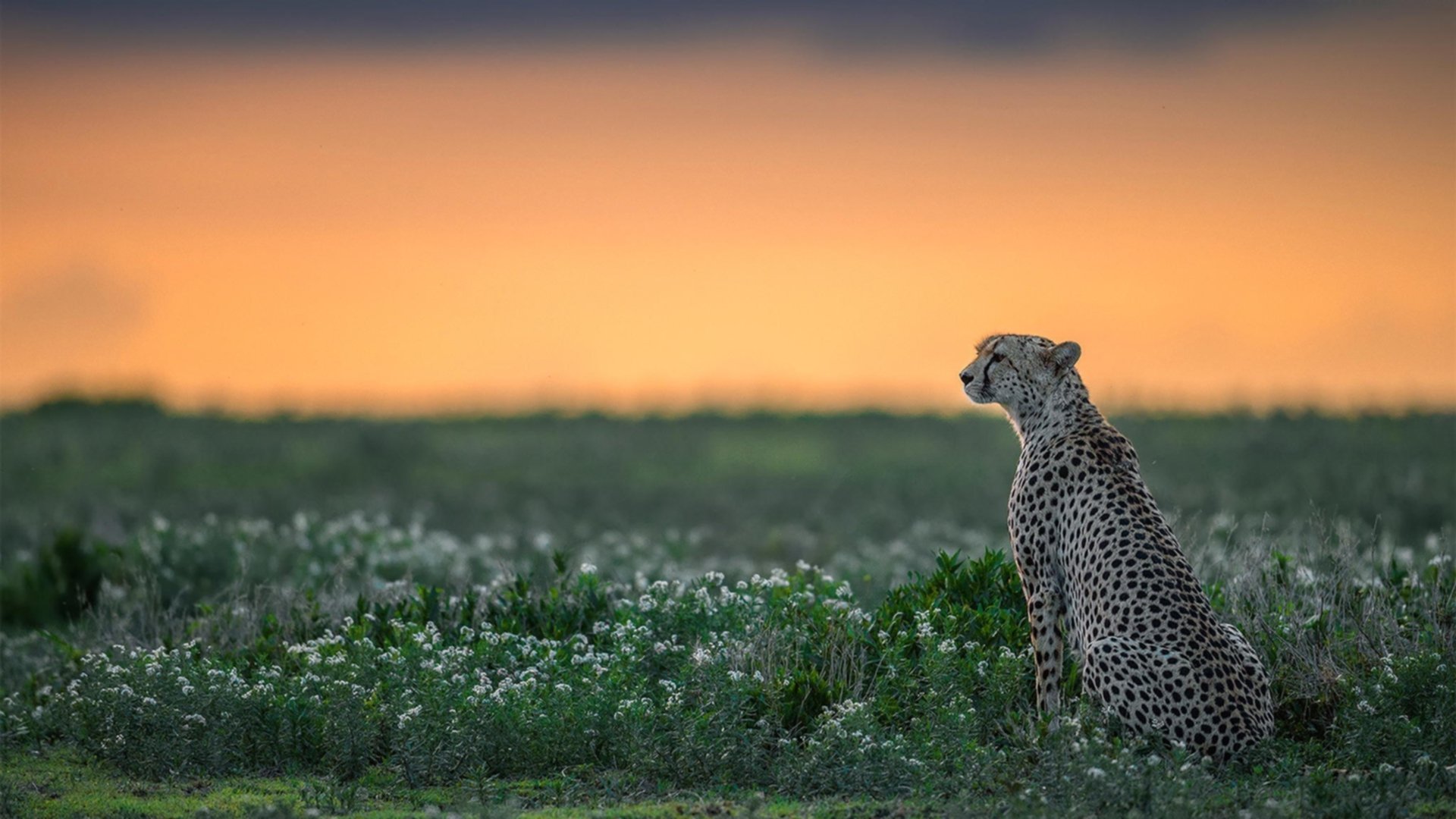 开云体育下载官网-【冠军故事】丁俊晖：打破自我限制的训练奇迹，丁俊晖的经历